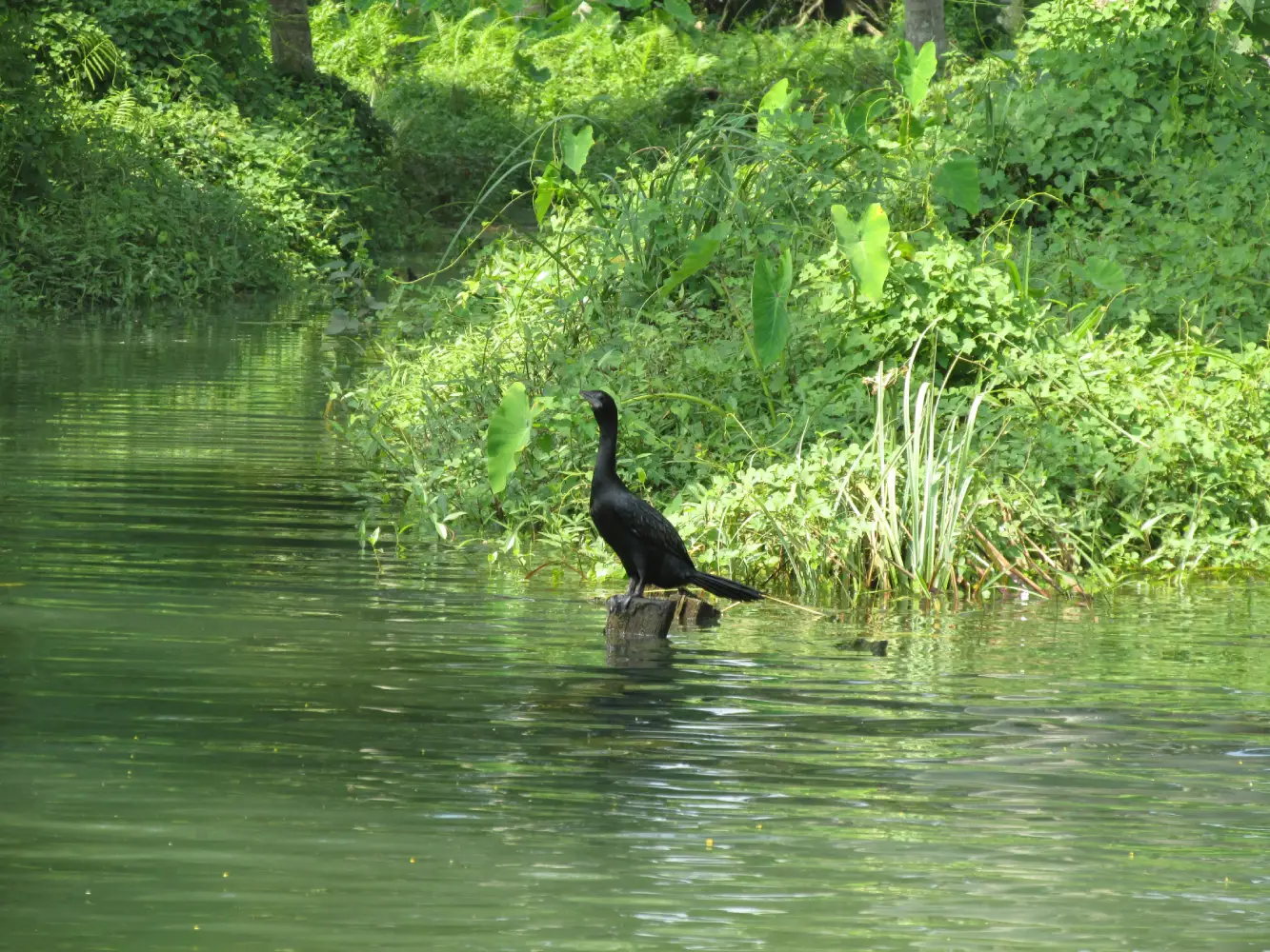 Poovar backwater boating sunset Kerala