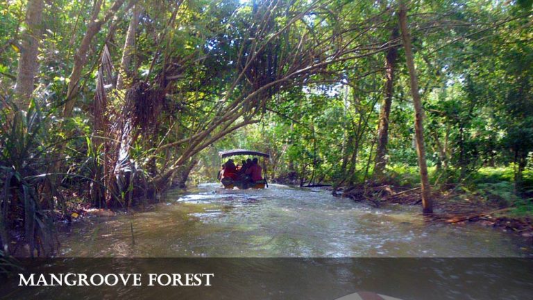 Boat ride through the Poovar mangrove forest