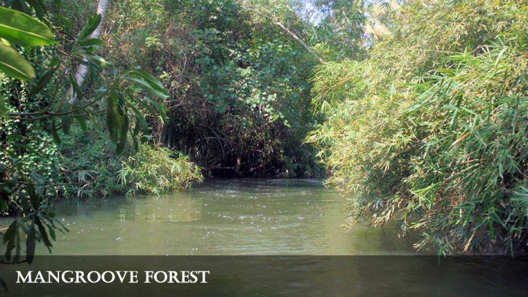 Narrow mangrove channel on the Poovar backwaters