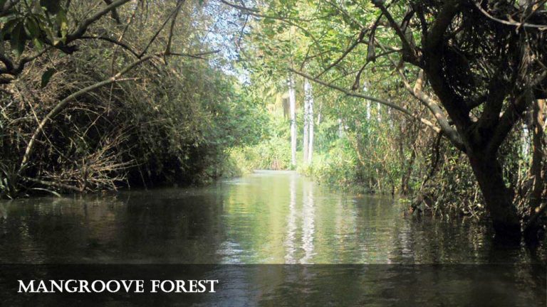 Shaded mangrove waterway near Poovar