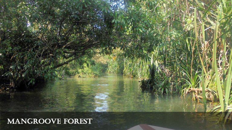 Dense mangrove forest along the Poovar backwaters